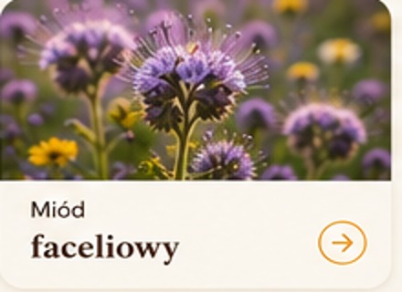 Kwiaty facelii